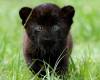 <b>Название: </b>Черная пантера, <b>Добавил:<b> vagan<br>Размеры: 796x669, 373.1 Кб